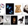 Тетрадка UV Animals,60+2 л.ред